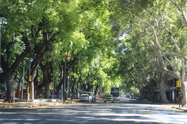 Mendoza ciudad de las &aacute;rboles.